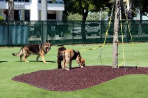 dogs playing on pet artificial grass and enjoying pet turf