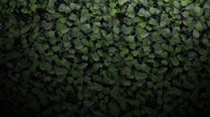 easyivy artificial ivy and living wall privacy screen